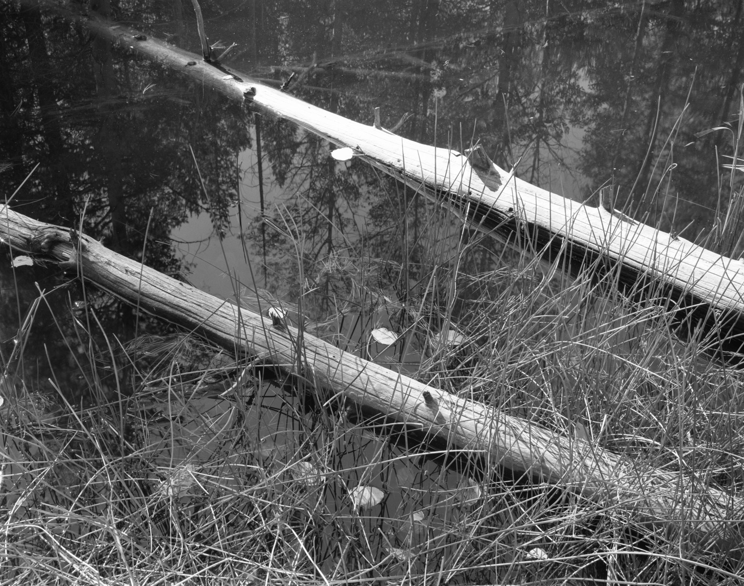 two logs in Bliss lake.jpg